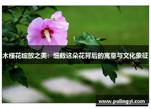 木槿花绽放之美：细数这朵花背后的寓意与文化象征
